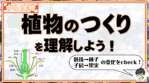 子房 成長|種子はどうやってできる？受粉後のめしべの変化！【。